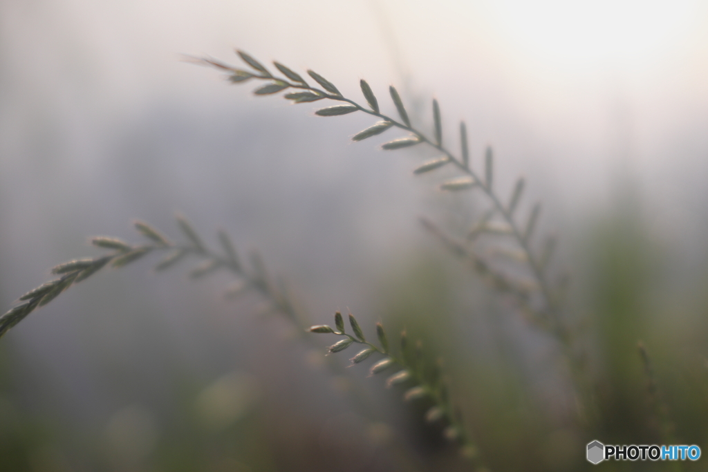 憧れのズームクローズアップレンズ