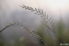 憧れのズームクローズアップレンズ