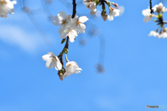 桜の季節