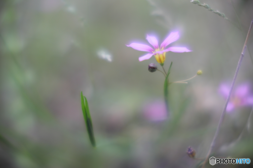 庭の雑花　そのⅡ