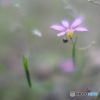 庭の雑花　そのⅡ