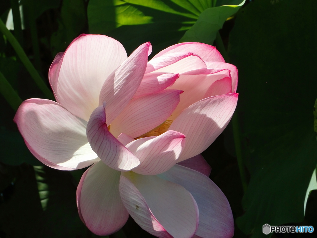 あわや40℃の残花