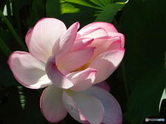 あわや40℃の残花