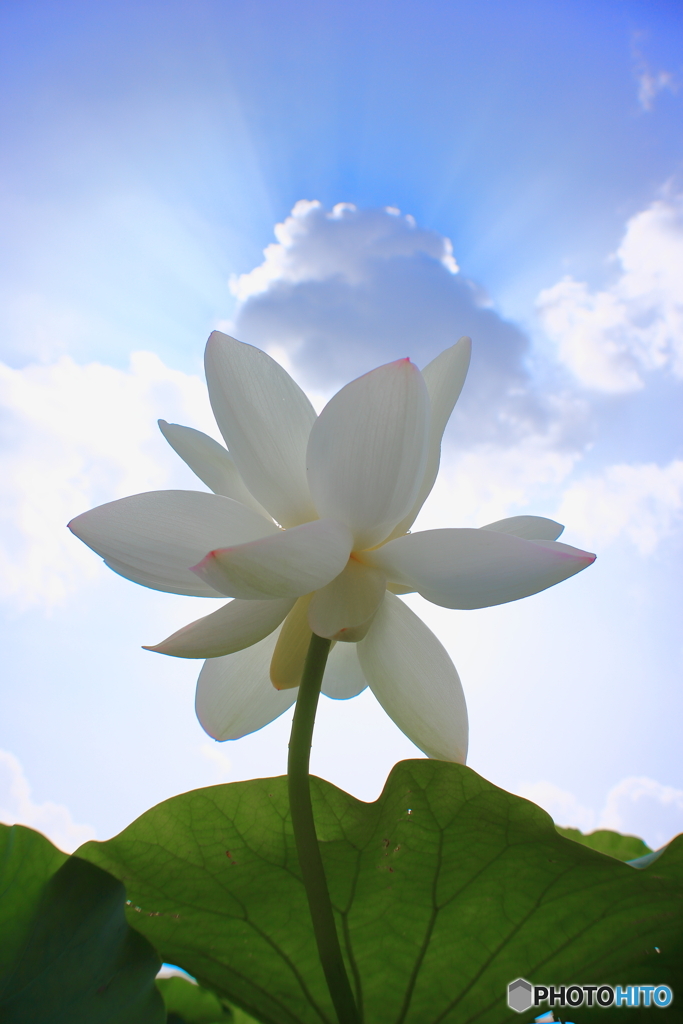 夏へ