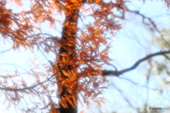 秋色のメタセコイア
