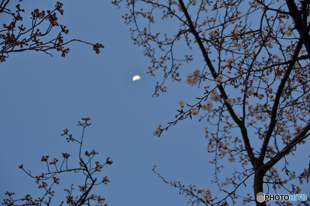 桜咲く