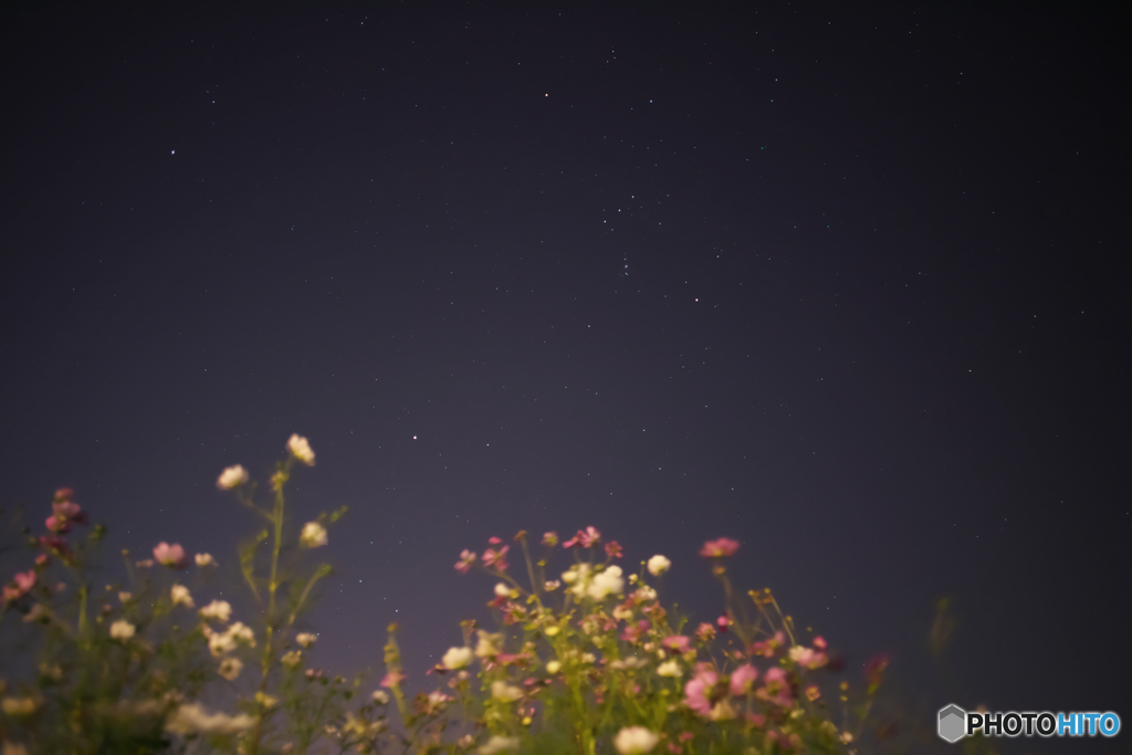 星空とコスモスⅡ
