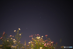 星空とコスモスⅡ