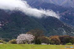 桜のある風景