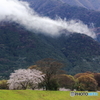 桜のある風景