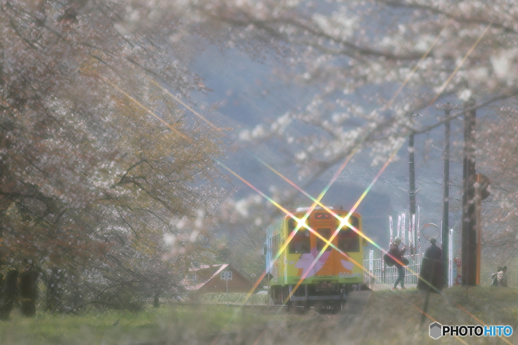 樽見鉄道・桜祭り