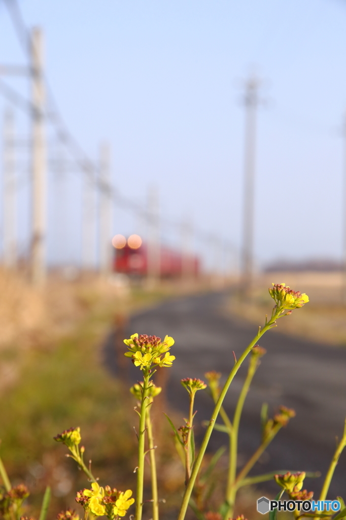 菜の花と近鉄養老線