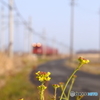 菜の花と近鉄養老線