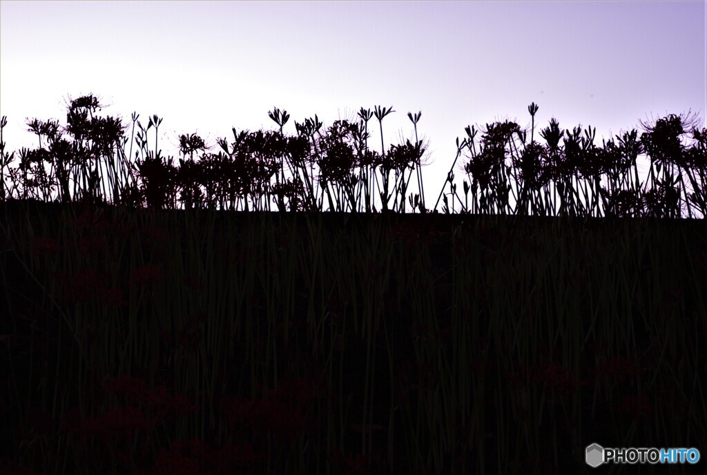 夕暮れ時は寂しそう