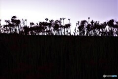 夕暮れ時は寂しそう