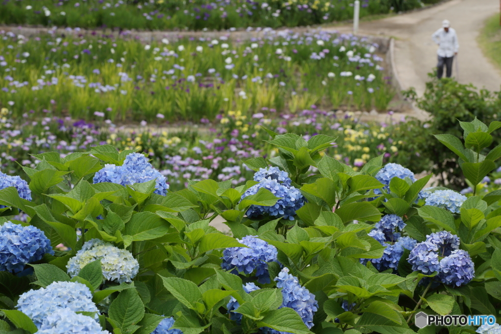 紫陽花と菖蒲園