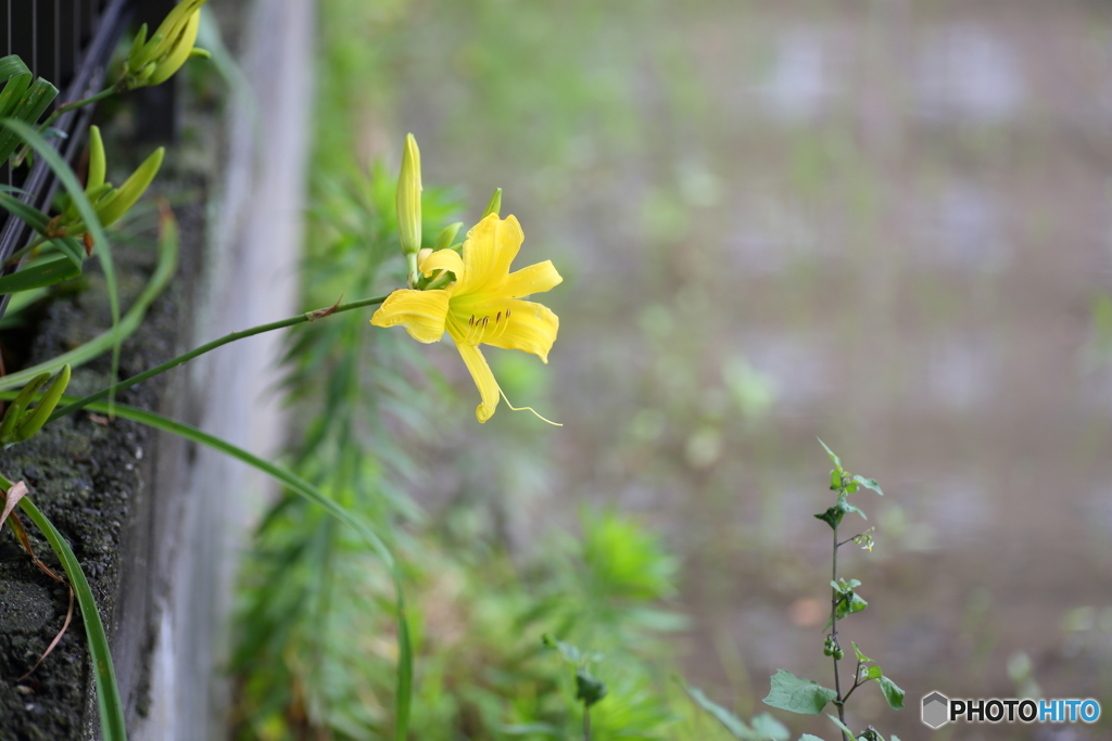黄ユリの花