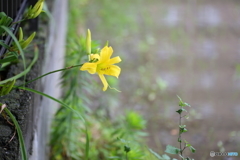黄ユリの花