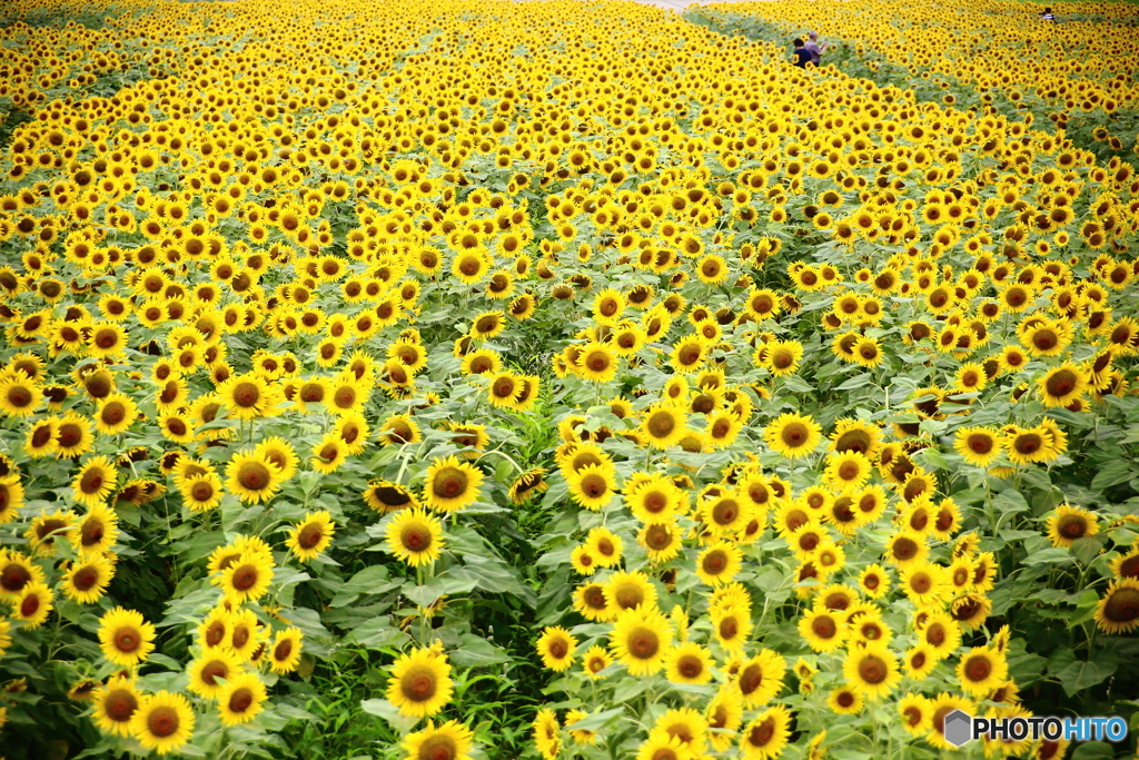 ざわわ・ざわわ