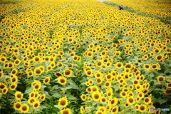 ざわわ・ざわわ