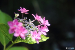 好天の紫陽花