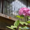 万葉公園の紫陽花