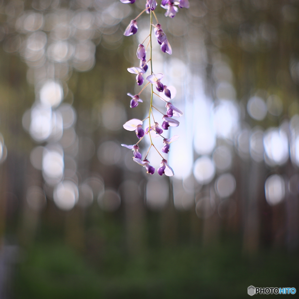 木漏れ日に包まれて
