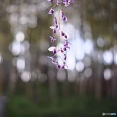 木漏れ日に包まれて