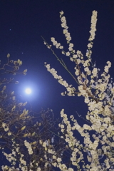 白梅と月