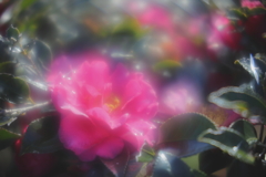 見違える山茶花