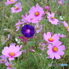 私も秋花？