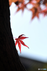 目を凝らして・・・