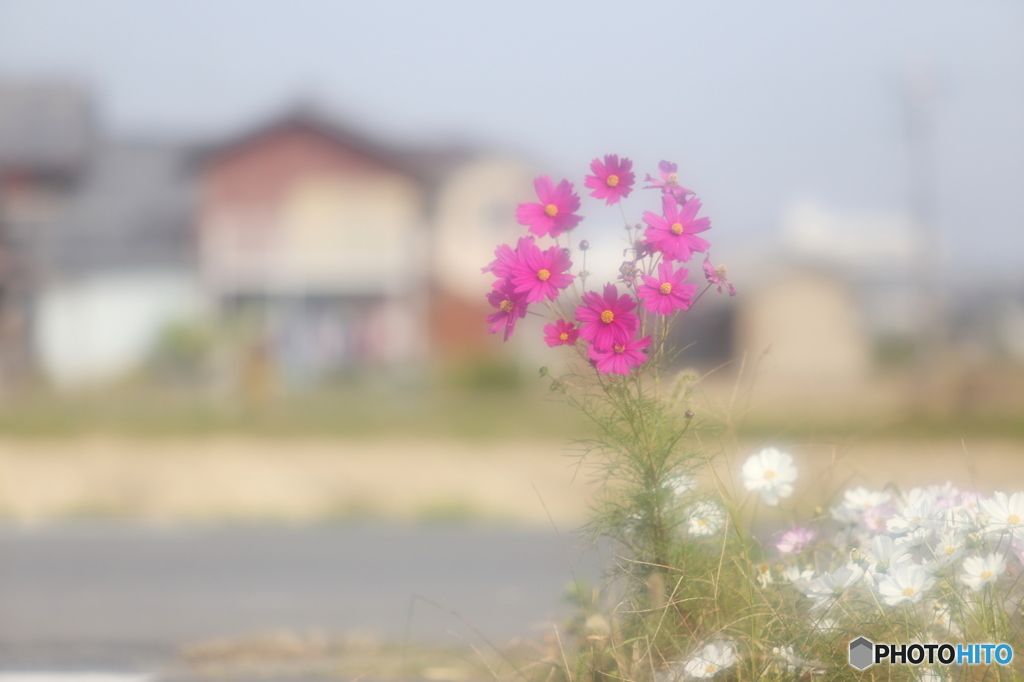 街角のコスモス