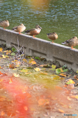 秋色の水辺