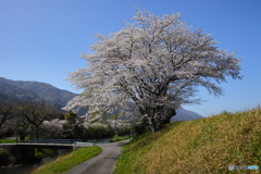 津屋川の大桜