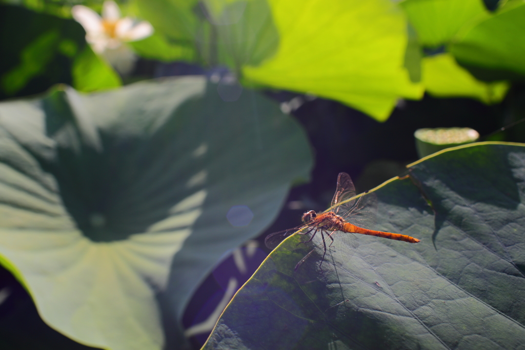 花より生き物