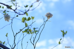 爽・秋空と薔薇