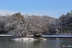 天王川公園のご神木