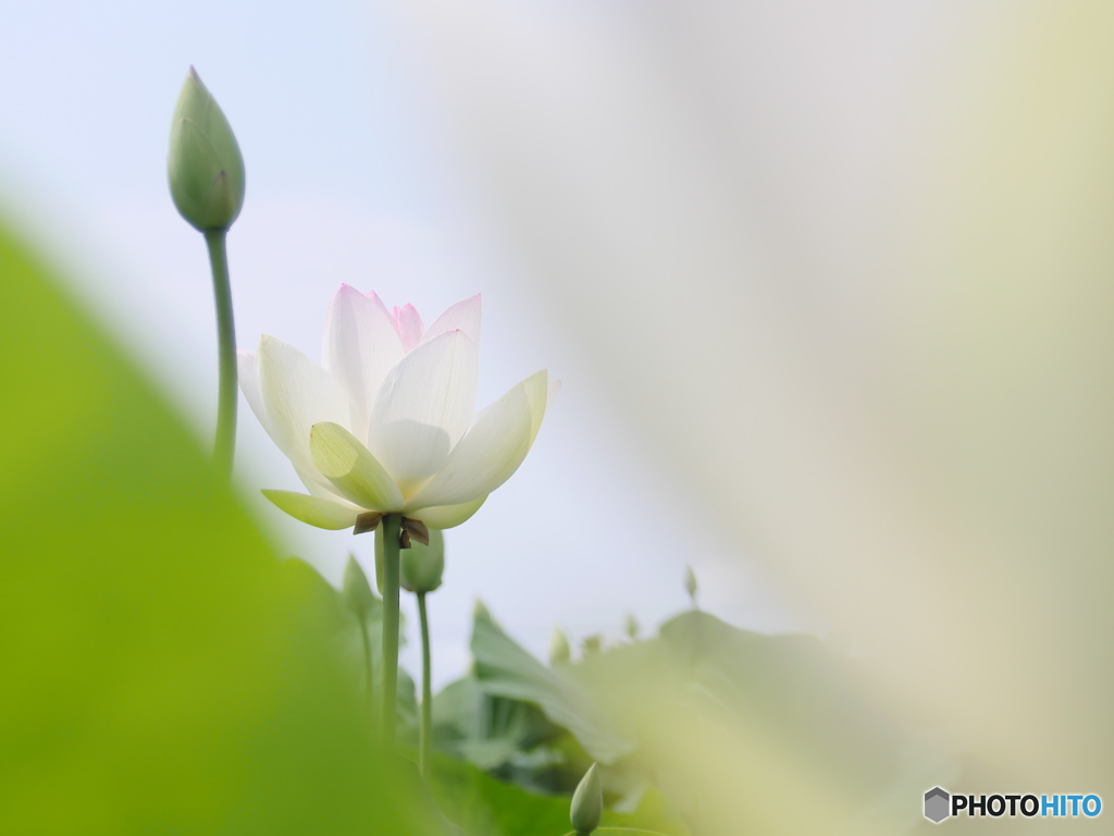 レンコンの花？