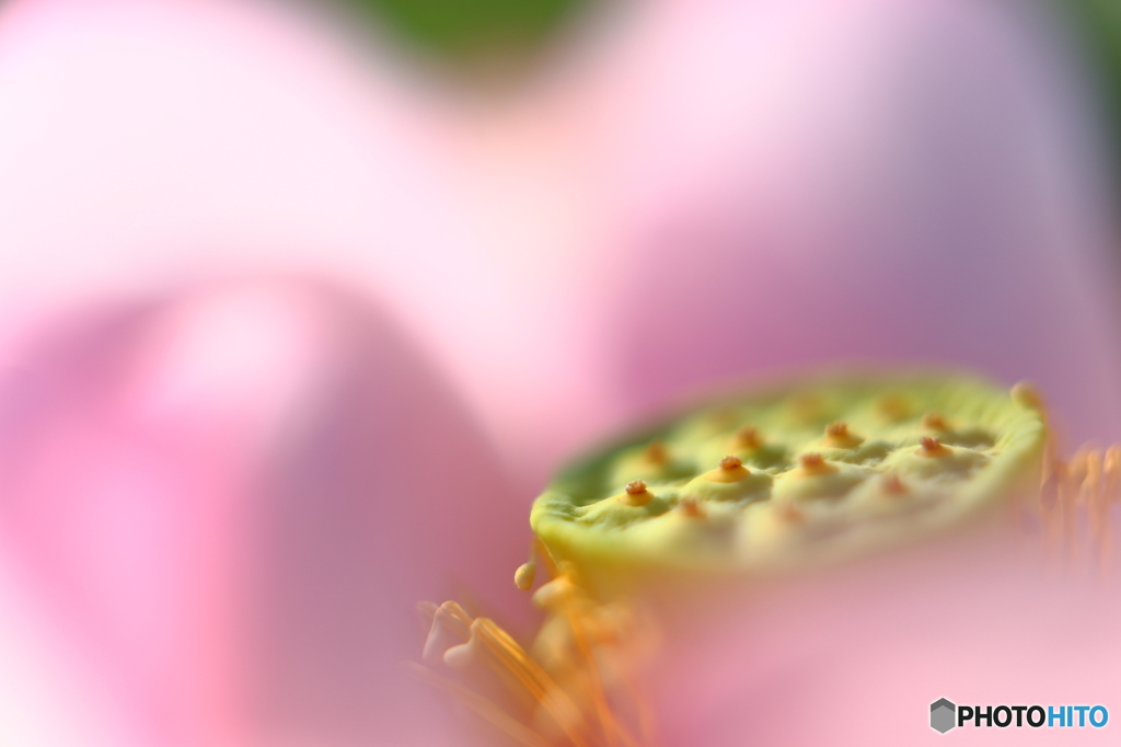 蓮花の神秘・・とろける♫