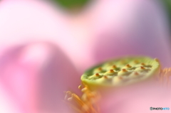 蓮花の神秘・・とろける♫