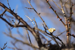梅は咲いたよ