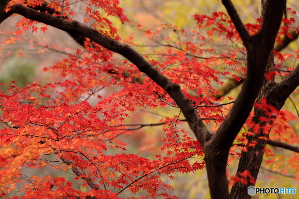 紅葉らしく