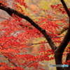 紅葉らしく