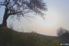 さくら、朝景