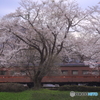 レトロと桜は似合います