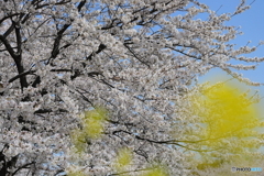 春をめでる