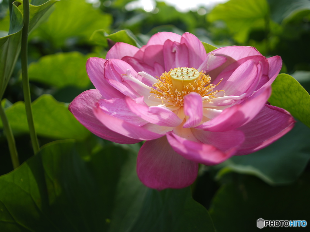 驚きの中華レンズ