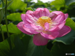 驚きの中華レンズ