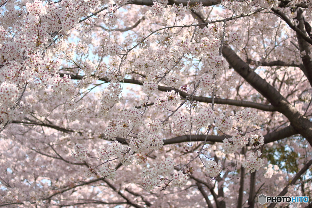 桜百景